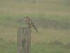 Merlin at Fleet Head (Steve Arlow) (16390 bytes)